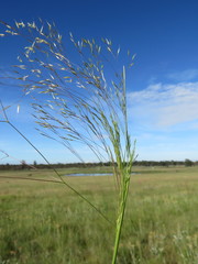 Agrostis eriantha