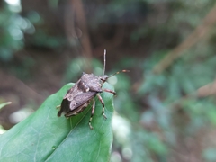 Eocanthecona concinna