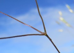 Agrostis eriantha