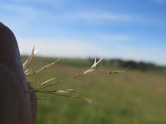Agrostis eriantha