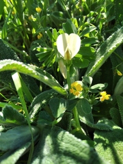 Vicia grandiflora