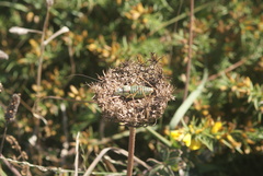 Ephippiger diurnus diurnus