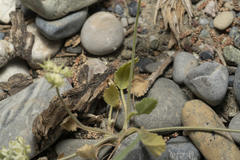 Tordylium aegaeum