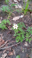 Anemonoides nemorosa