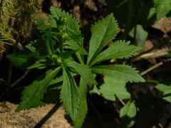 Ranunculus cassubicus