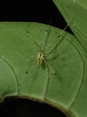 Thwaitesia margaritifera