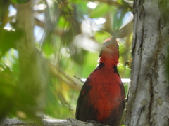 Rhodinocichla rosea