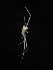 Thwaitesia margaritifera