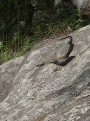Hierophis viridiflavus carbonarius