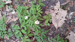 Anemonoides nemorosa