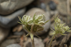Tordylium aegaeum