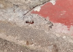 Dorymyrmex bicolor