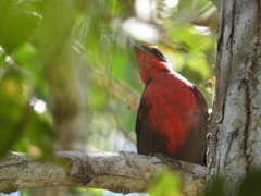 Rhodinocichla rosea