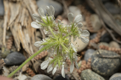 Tordylium aegaeum