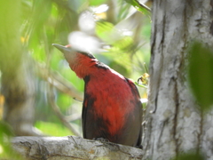 Rhodinocichla rosea