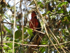 Rhodinocichla rosea