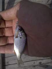 Leiostomus xanthurus