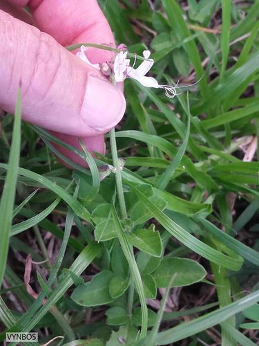 Ocimum reclinatum