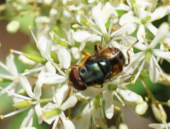 Austalis copiosa