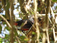 Rhodinocichla rosea