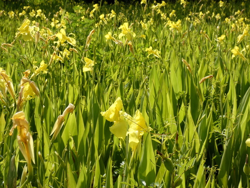 Image of Canna flaccida by (c) Kai Squires, some rights reserved (CC BY)