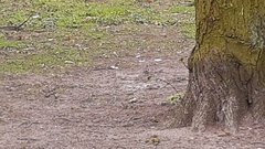 Fringilla coelebs