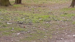 Fringilla coelebs