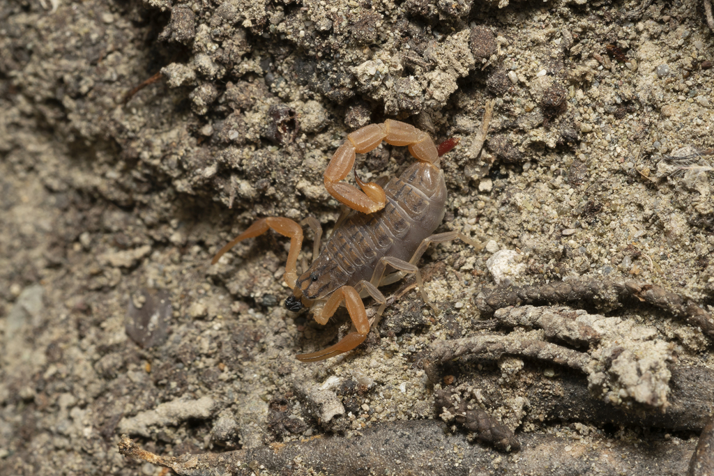 Mediterranean Checkered Scorpion