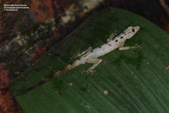 Cnemaspis peninsularis