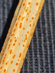 Calloria urticae