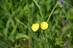 Oenothera sessilis
