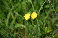 Oenothera sessilis
