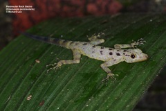 Cnemaspis peninsularis