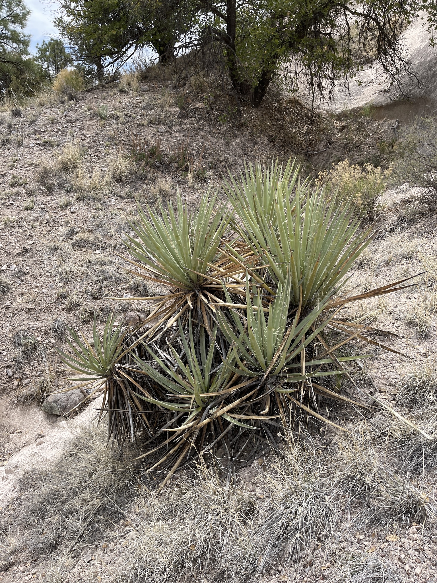 Yucca arizonica McKelvey 3