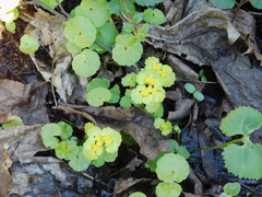 Chrysosplenium alternifolium