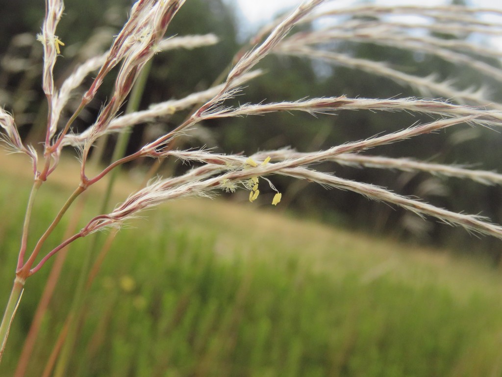 Large Silver Andropogon