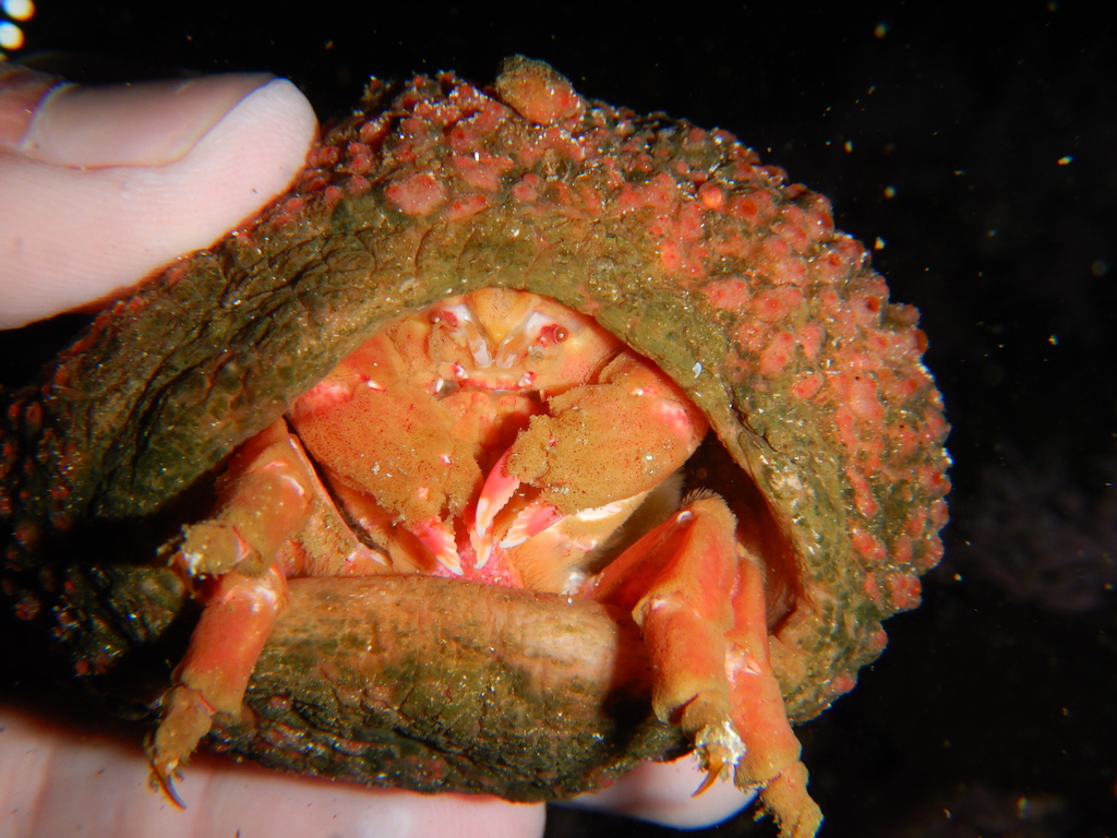 Sponge Crab