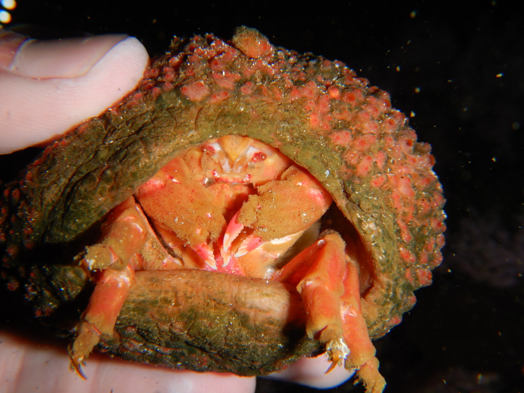 sponge crab