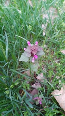 Lamium purpureum