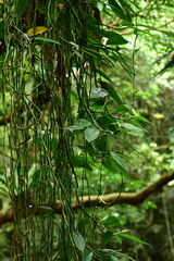 Rhaphidophora hongkongensis