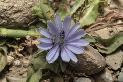 Cichorium pumilum