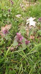 Lamium purpureum