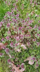 Lamium purpureum