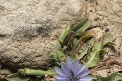 Cichorium pumilum
