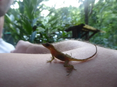 Anolis