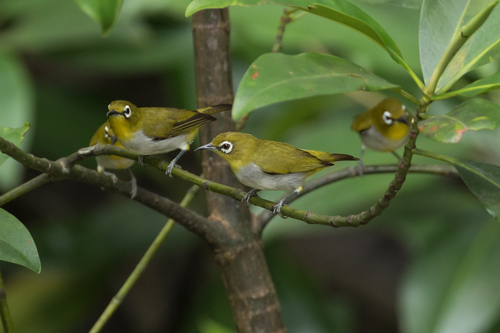 Subspecies Zosterops Simplex Erwini · Inaturalist