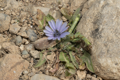 Cichorium pumilum