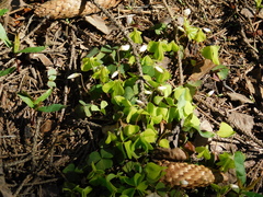 Oxalis acetosella