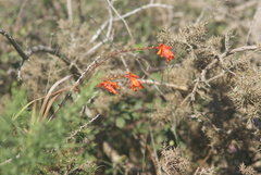 Chasmanthe aethiopica