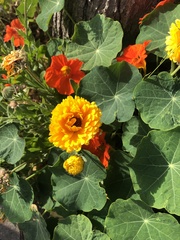 Tropaeolum majus